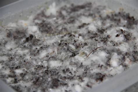 will contaminated mycelium fruit How does the concept of contamination extend beyond biological entities and into cultural exchange?